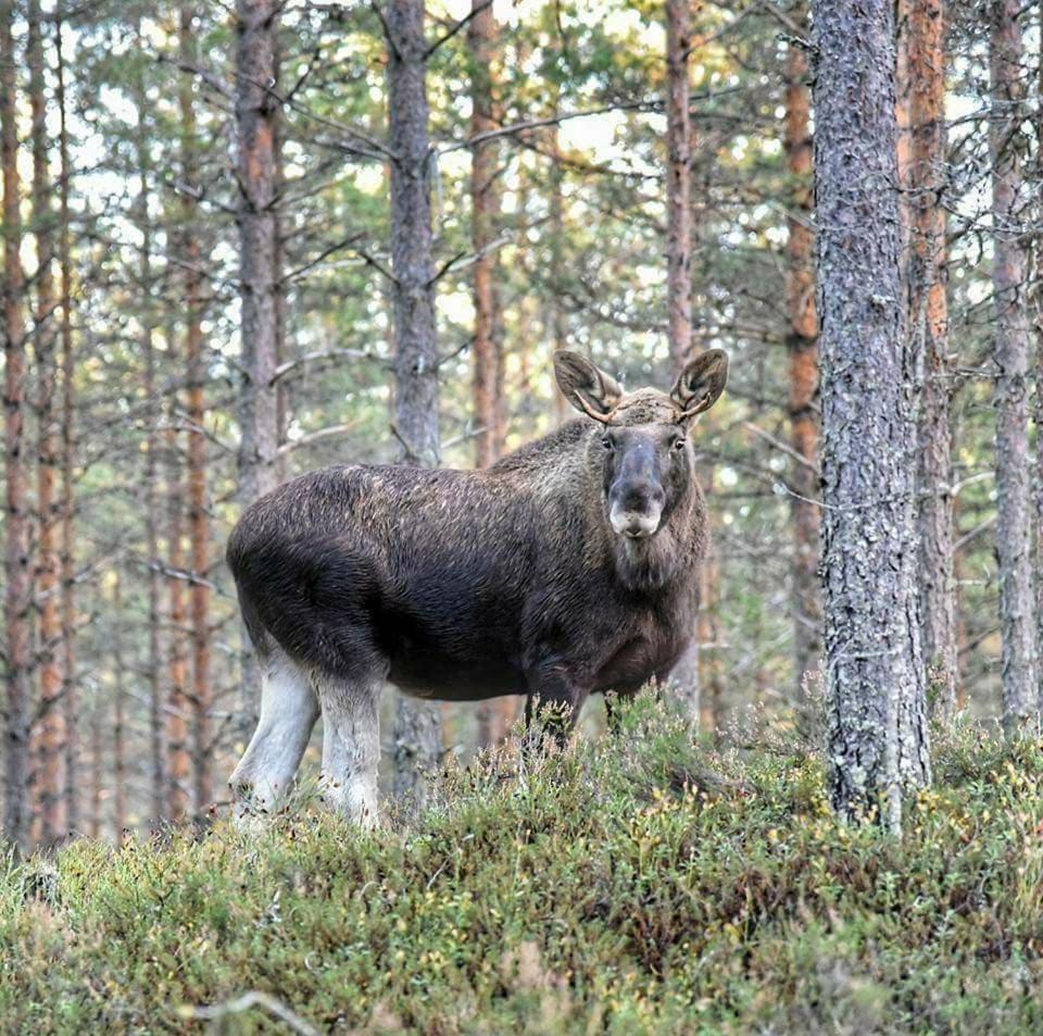 Вилла Hamra Stugby - Nature Adventures Хамра Экстерьер фото