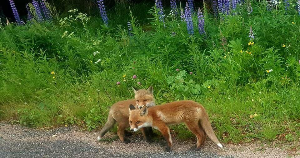 Вилла Hamra Stugby - Nature Adventures Хамра Экстерьер фото